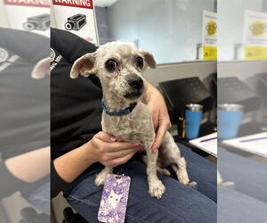 Maltese Dogs for adoption in Aurora, CO, USA