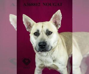 German Shepherd Dog-Unknown Mix Dogs for adoption in Stockton, CA, USA