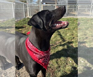 Mutt Dogs for adoption in Emmett, ID, USA