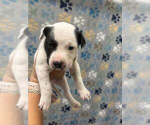 Labrador Retriever-Unknown Mix Dogs for adoption in Rosenberg, TX, USA