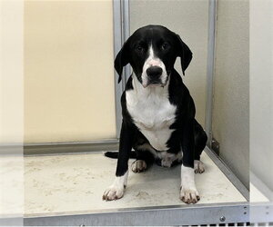 German Shorthaired Pointer-Unknown Mix Dogs for adoption in Palmetto, FL, USA