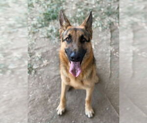German Shepherd Dog Dogs for adoption in Riverside, CA, USA