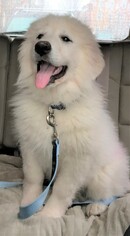 Great Pyrenees Dogs for adoption in Monkton, MD, USA