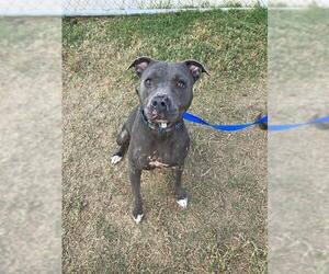 American Pit Bull Terrier Dogs for adoption in Corpus Christi, TX, USA