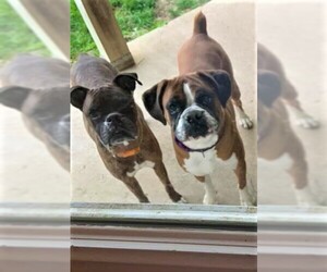 Boxer Dogs for adoption in Boonville, MO, USA