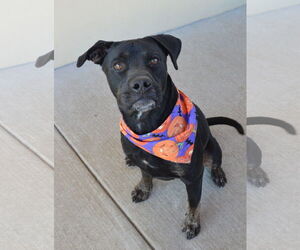 Labrador Retriever-Unknown Mix Dogs for adoption in McKinney, TX, USA