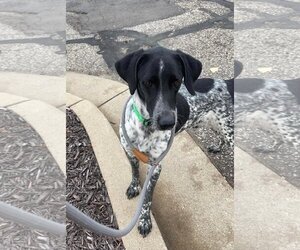 German Shorthaired Pointer Dogs for adoption in Winter, WI, USA