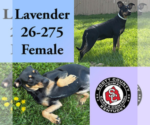 Doberman Pinscher-Unknown Mix Dogs for adoption in Georgetown, KY, USA