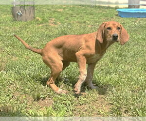 Mutt Dogs for adoption in Rockaway, NJ, USA