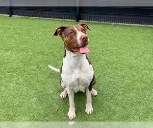 Labrador Retriever-Unknown Mix Dogs for adoption in Orange, CA, USA