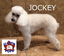 Poodle (Toy) Dogs for adoption in Strattanville, PA, USA