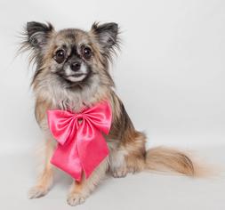 Chihuahua Dogs for adoption in Wyandotte, MI, USA