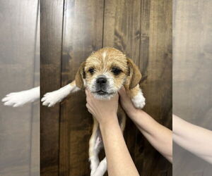 Shih Tzu-Unknown Mix Dogs for adoption in Chico, CA, USA
