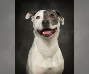 American Pit Bull Terrier-Unknown Mix Dogs for adoption in Bellevue, WA, USA