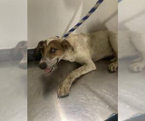 American Pit Bull Terrier Dogs for adoption in Bakersfield, CA, USA