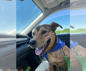 Labrador Retriever-Unknown Mix Dogs for adoption in Evansville, IN, USA