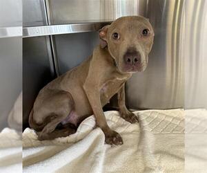 American Pit Bull Terrier Dogs for adoption in Chula Vista, CA, USA