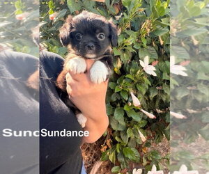 Poodle (Miniature)-Unknown Mix Dogs for adoption in Studio City, CA, USA