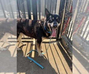 Siberian Husky Dogs for adoption in Riverside, CA, USA