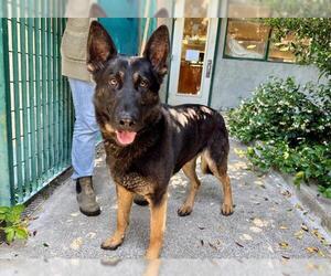German Shepherd Dog Dogs for adoption in Santa Rosa, CA, USA