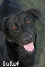 Labrador Retriever Dogs for adoption in Livingston , LA, USA