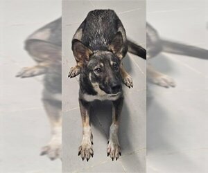 German Shepherd Dog-Unknown Mix Dogs for adoption in Corpus Christi, TX, USA