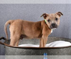 American Bulldog-Labrador Retriever Mix Dogs for adoption in Sheridan, CO, USA