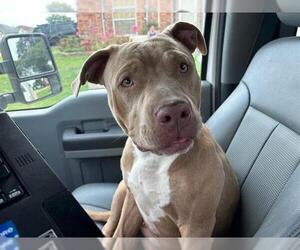 American Staffordshire Terrier-Unknown Mix Dogs for adoption in Grand Prairie, TX, USA