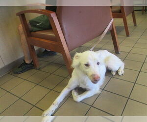Border Collie-Unknown Mix Dogs for adoption in Ocala, FL, USA