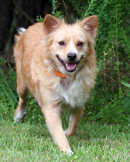Australian Shepherd-Unknown Mix Dogs for adoption in Eureka Springs, AR, USA