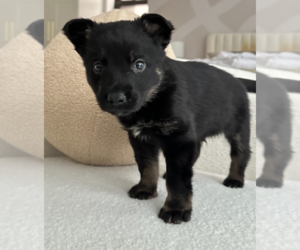 Australian Shepherd-Unknown Mix Dogs for adoption in Brooklyn, NY, USA