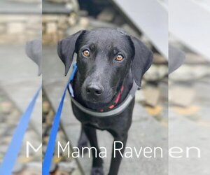 Mutt Dogs for adoption in Brookeville, MD, USA