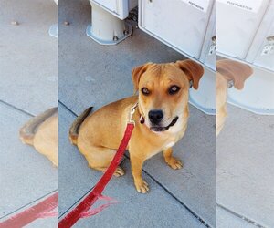 Rottweiler-American Pit Bull Terrier Dogs for adoption in Chandler, AZ, USA
