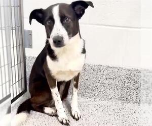 Border Collie-Unknown Mix Dogs for adoption in Houston, TX, USA