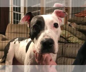 American Staffordshire Terrier Dogs for adoption in Sterling, VA, USA