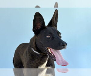 Border Collie Dogs for adoption in Pasadena, CA, USA