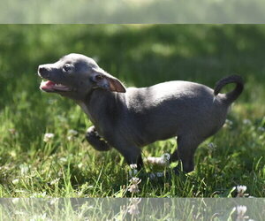 Chihuahua Dogs for adoption in Mechanicsburg, PA, USA