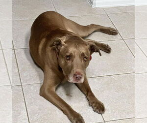 American Pit Bull Terrier Dogs for adoption in Denton, TX, USA