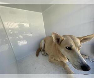 Carolina Dog Dogs for adoption in Houston, TX, USA