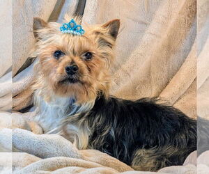 Mutt Dogs for adoption in Bon Carbo, CO, USA