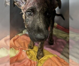 Mutt Dogs for adoption in San Bernardino, CA, USA