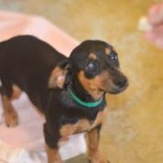 Dachshund Dogs for adoption in Lemoore, CA, USA