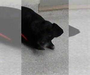 Wapoo Dogs for adoption in Pasadena, TX, USA