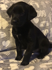 Medium Photo #1 Labrador Retriever-Unknown Mix Puppy For Sale in Blossvale, NY, USA