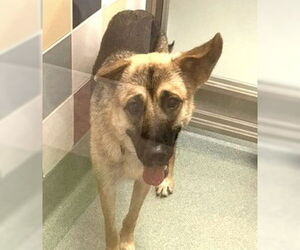 German Shepherd Dog-Unknown Mix Dogs for adoption in Plano, TX, USA