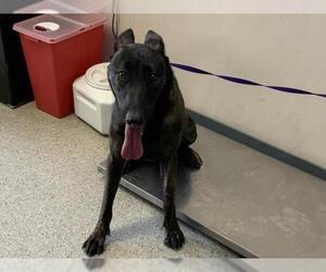 Dutch Shepherd -Unknown Mix Dogs for adoption in Visalia, CA, USA