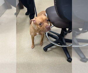 American Pit Bull Terrier Dogs for adoption in Derwood, MD, USA