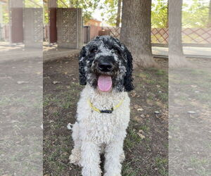 Mutt Dogs for adoption in Sandy, UT, USA