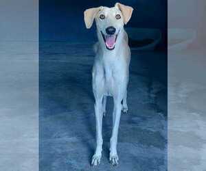 Greyhound Dogs for adoption in Cherry Hill, NJ, USA