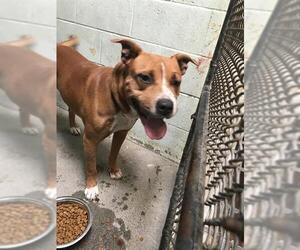 Medium Photo #2 Mutt Puppy For Sale in Stockton, CA, USA